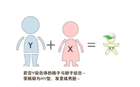 2018年8月30號行房受孕生男生女 8月30號行房生女孩真的嗎