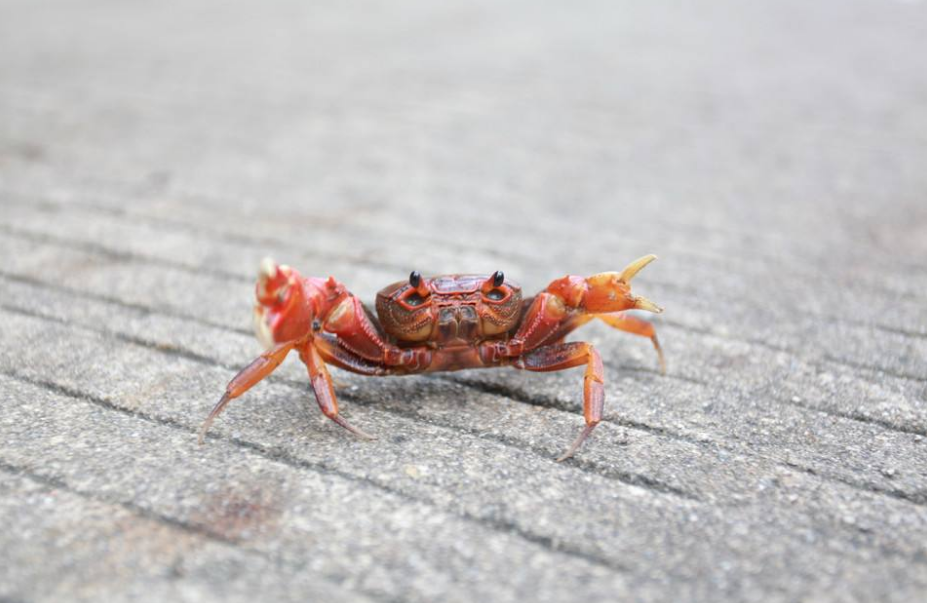 螃蟹不能和什么一起吃 吃螃蟹的時(shí)候要注意什么 螃蟹不能和什么一起吃 吃螃蟹的時(shí)候要注意什么