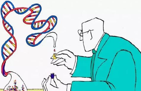 香港驗(yàn)血查性別雙胞胎可以檢測(cè)嗎 香港驗(yàn)血查性別準(zhǔn)確嗎