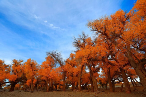 中秋節帶孩子去哪玩好 中秋節親子游出行推薦