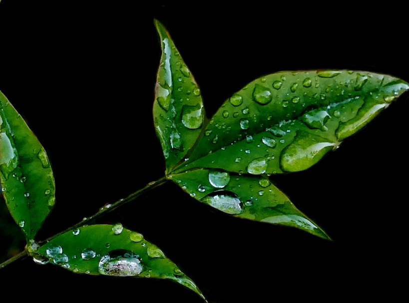 關于秋雨的詩句古詩 描寫秋雨的詩詞