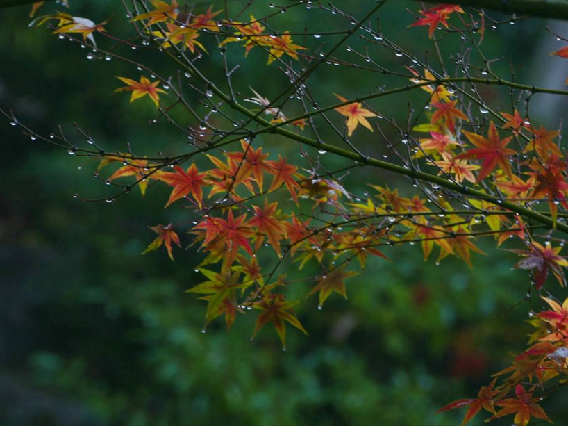 關于秋雨的詩句古詩 描寫秋雨的詩詞