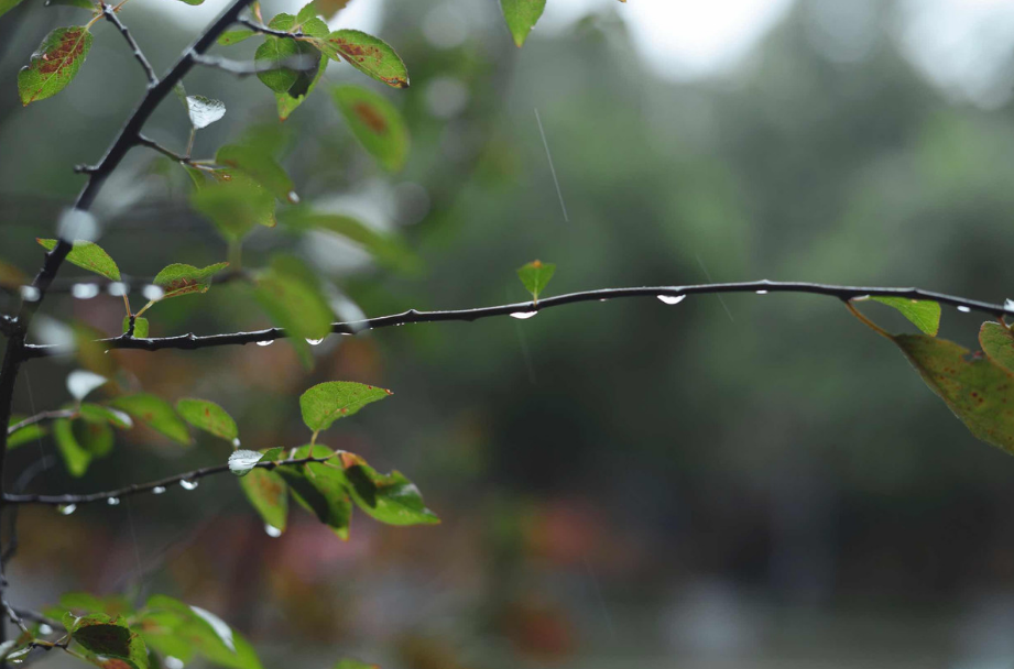 秋天下雨句子說說心情 關于秋天下雨的句子