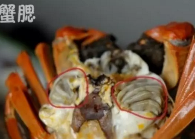 寶寶幾歲可以吃螃蟹 哪些寶寶不適合吃螃蟹