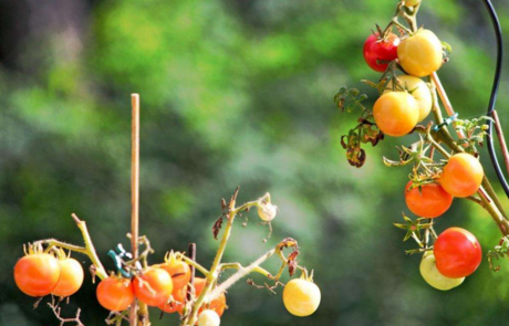 孩子吃多少維生素比較好 要不要給孩子補充維生素