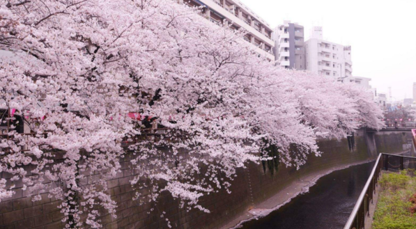 武漢大學(xué)宿舍是環(huán)境很差嗎 武漢大學(xué)發(fā)生強奸案是什么情況