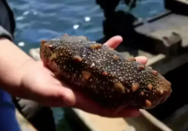 寶寶可以吃海參嗎 寶寶吃海參有哪些營養 寶寶可以吃海參嗎 寶寶吃海參有哪些營養