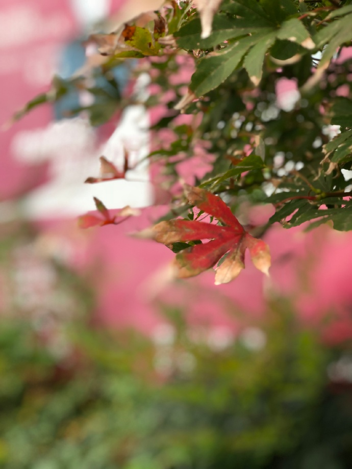 關于今日寒露的說說 今日寒露的唯美說說 關于今日寒露的說說 今日寒露的唯美說說