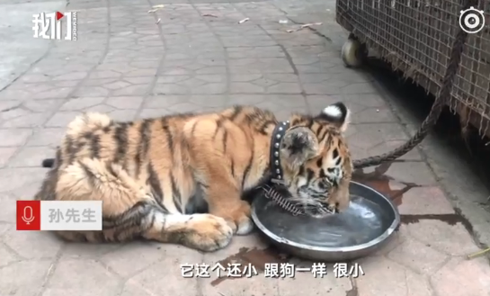 9歲女孩遛老虎是真的嗎 9歲女孩遛老虎怎么回事
