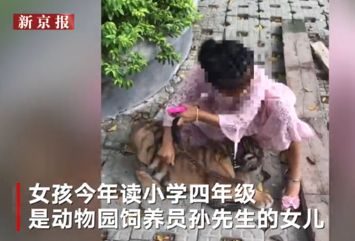 9歲女孩遛老虎是真的嗎 9歲女孩遛老虎怎么回事