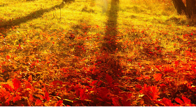 關于秋天的詩詞歌賦 和孩子一起學秋天詩詞