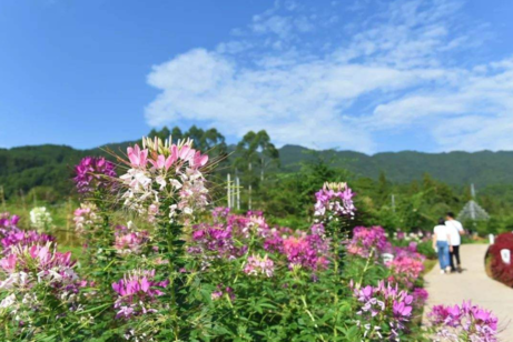 重陽節的來歷是什么 重陽節的由來簡介