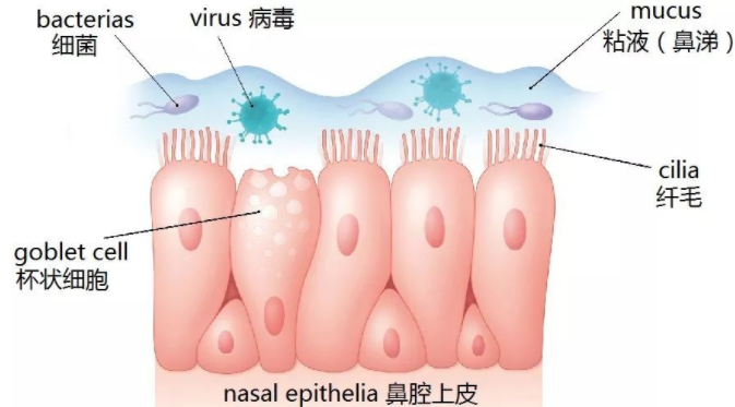 鼻涕顏色能反映寶寶病情嗎 如何區分不同鼻涕健康狀況