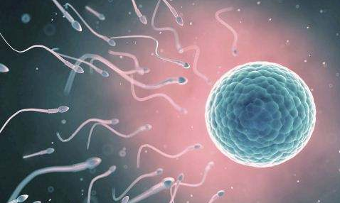 排卵期如何提高受孕幾率 排卵期受孕幾率高嗎 排卵期如何提高受孕幾率 排卵期受孕幾率高嗎