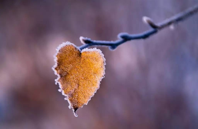 霜降時節(jié)的由來 關(guān)于霜降的詩詞典故