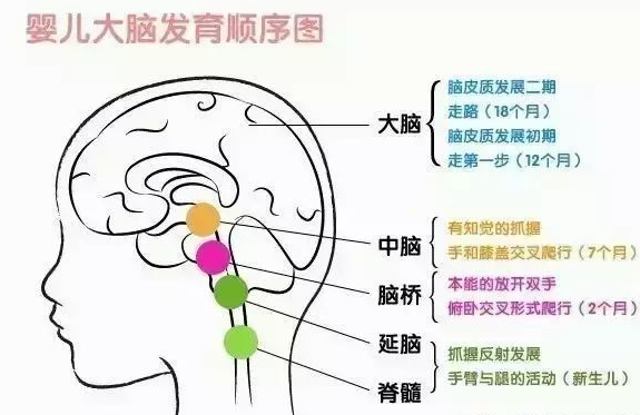 寶寶大腦發育的黃金期    寶寶大腦發育順序圖