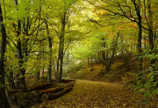 小學感恩作文怎么開頭 最新感恩節作文400字