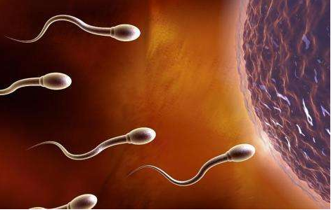 弱精癥是怎么回事 弱精癥懷孕幾率高嗎