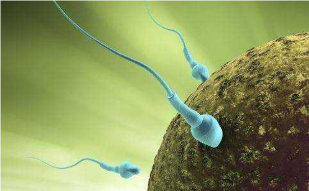 弱精癥和無精癥有什么區(qū)別 弱精癥吃什么食物好 弱精癥和無精癥有什么區(qū)別 弱精癥吃什么食物好