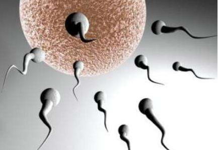 弱精癥和無精癥有什么區(qū)別 弱精癥吃什么食物好 弱精癥和無精癥有什么區(qū)別 弱精癥吃什么食物好