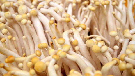 多大孩子可以吃蘑菇 孩子吃什么蘑菇比較好