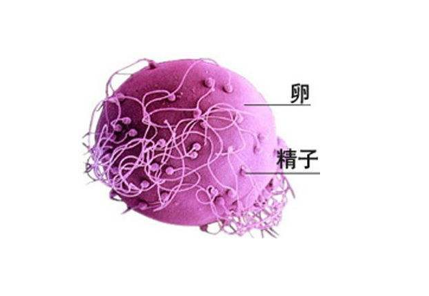 為什么患上免疫性不孕癥 如何預防免疫性不孕 為什么患上免疫性不孕癥 如何預防免疫性不孕