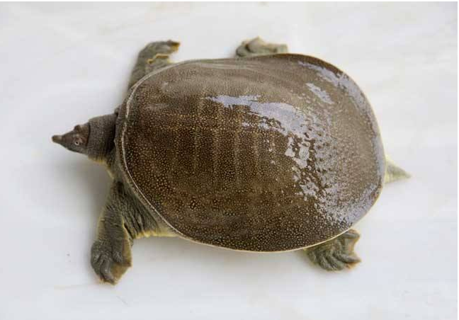 哺乳期可以吃甲魚嗎 甲魚不可以和什么一起吃 哺乳期可以吃甲魚嗎 甲魚不可以和什么一起吃