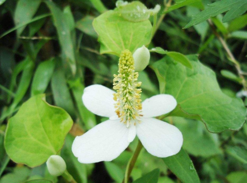 產(chǎn)后可以吃魚(yú)腥草嗎 吃魚(yú)腥草有什么好處 產(chǎn)后可以吃魚(yú)腥草嗎 吃魚(yú)腥草有什么好處