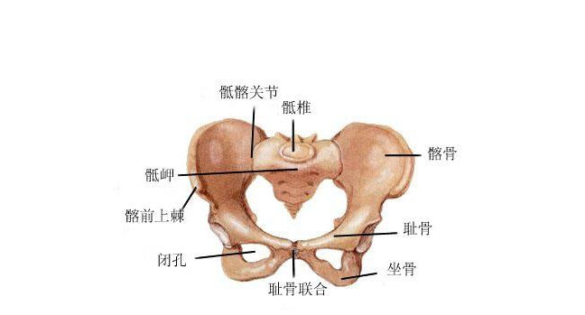 孕晚期恥骨疼是怎么回事 如何緩解孕期恥骨疼 孕晚期恥骨疼是怎么回事 如何緩解孕期恥骨疼