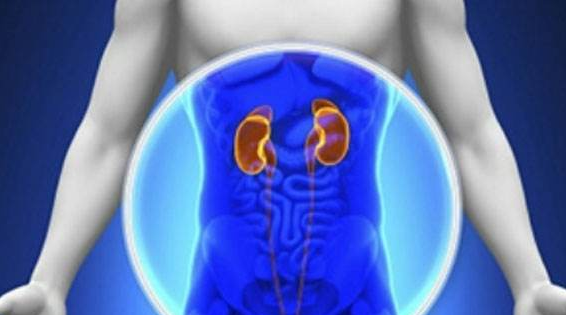 腎囊腫是怎么引起的 如何在日常飲食中預防腎囊腫