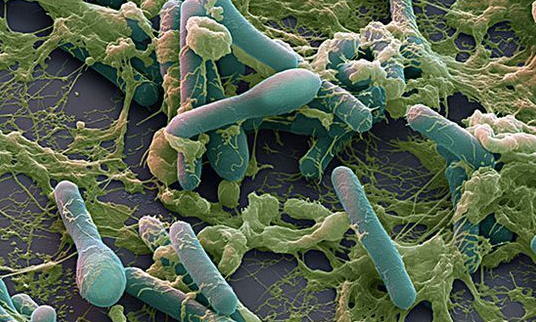 為什么1歲以下嬰兒不能吃蜂蜜   嬰兒吃蜂蜜危害一覽