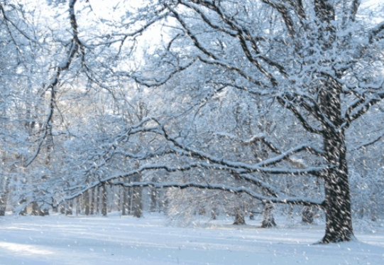 小雪節氣養生食譜推薦  2018小雪食譜做法