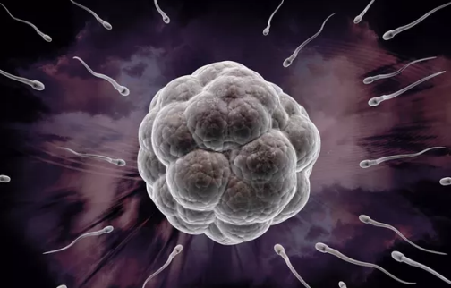 卵子存活時間是多久 卵子存活時間內(nèi)科學(xué)備孕 卵子存活時間是多久 卵子存活時間內(nèi)科學(xué)備孕