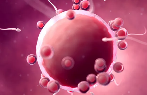 卵子存活時間是多久 卵子存活時間內(nèi)科學(xué)備孕 卵子存活時間是多久 卵子存活時間內(nèi)科學(xué)備孕