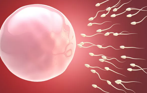 卵子存活時間是多久 卵子存活時間內(nèi)科學(xué)備孕 卵子存活時間是多久 卵子存活時間內(nèi)科學(xué)備孕