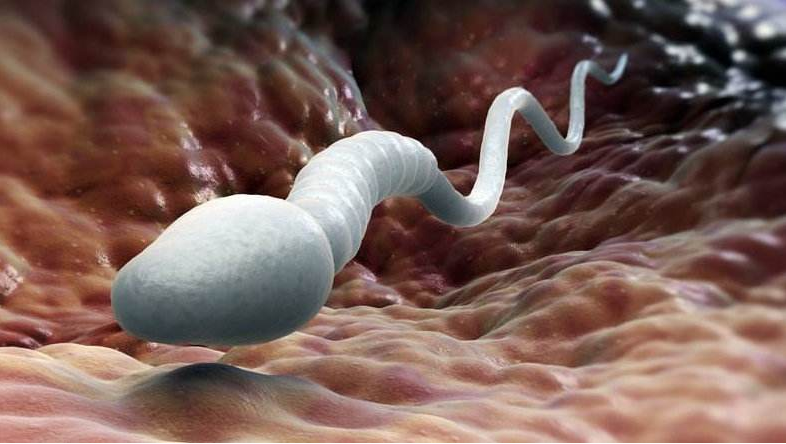 怎么看男性生育能力強不強 怎么提高男性生育能力 怎么看男性生育能力強不強 怎么提高男性生育能力