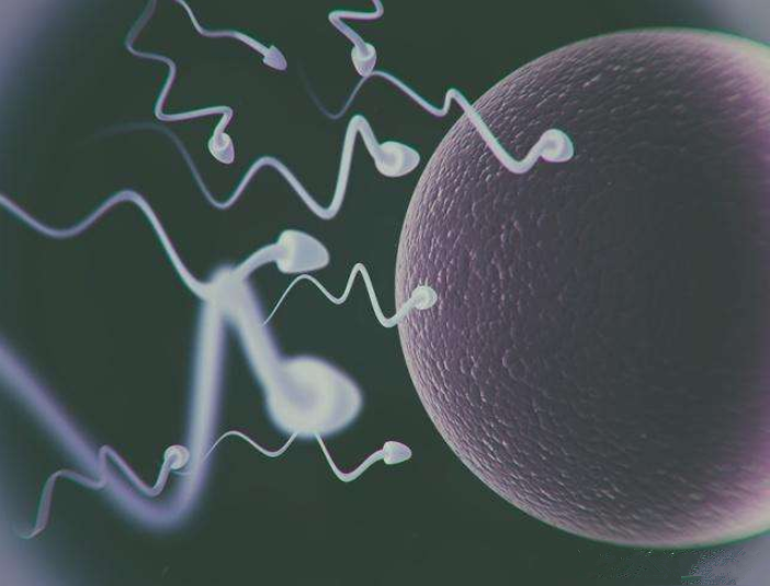 沒有受孕的精子去哪兒了 禁欲可以提高精子質(zhì)量嗎