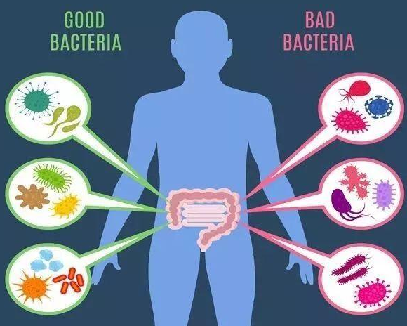 益生菌制劑和酸奶有什么不同 益生菌制劑和酸奶的區(qū)別