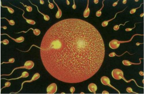 受精卵不著床是什么原因 受精卵著床詳細過程 受精卵不著床是什么原因 受精卵著床詳細過程