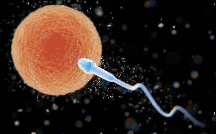 受精卵不著床是什么原因 受精卵著床詳細過程 受精卵不著床是什么原因 受精卵著床詳細過程