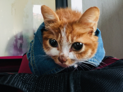 寶寶睡前故事：親一親，抱一抱