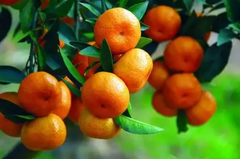 子宮內膜異位癥吃什么好 子宮異位癥調理方法