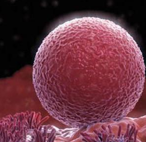 卵泡發育不好怎么調理 卵泡發育不好調理方法