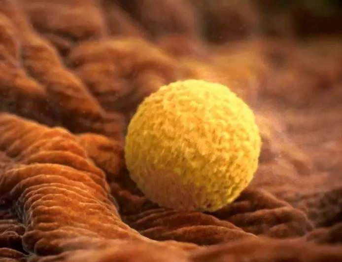 怎么看卵泡質量好不好 卵泡質量好有什么標準