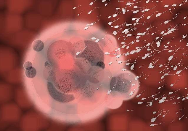 男人精子質量的高峰期是什么時候 男性精子變少有什么信號 男人精子質量的高峰期是什么時候 男性精子變少有什么信號