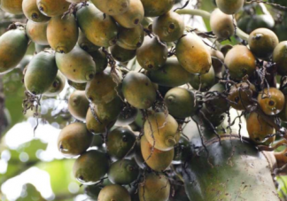 女性可以吃檳榔嗎 女性吃檳榔的壞處