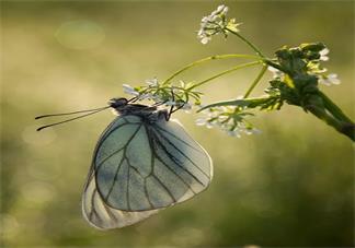 學齡前寶寶睡前暖心故事 屬于外婆的春天