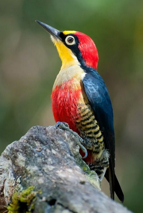 學齡前寶寶睡前故事 了不起的叮叮當當