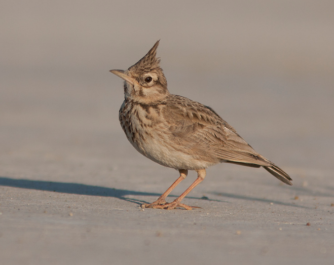 學齡前寶寶睡前故事 了不起的叮叮當當