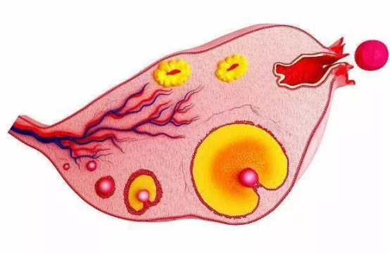 受精卵著床出血幾天 受精卵著床出血多嗎 受精卵著床出血幾天 受精卵著床出血多嗎